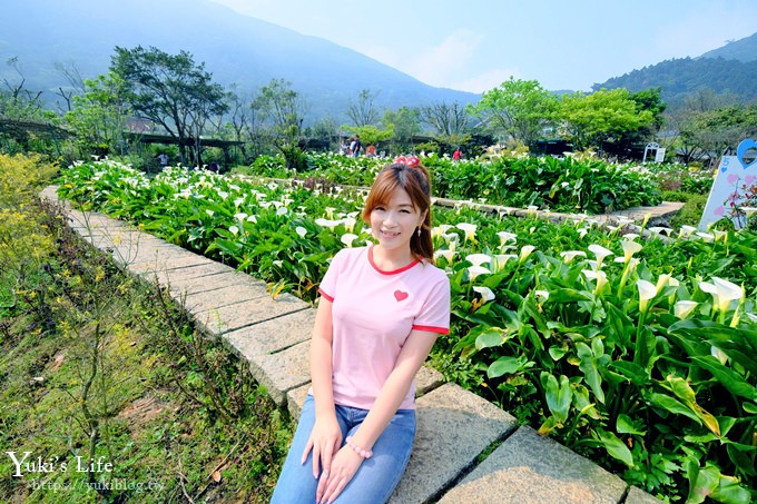 陽明山竹子湖海芋季|苗榜海芋園|賞海芋吃土雞，推薦來這家 - yuki.tw