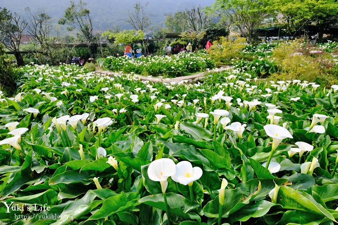 竹子湖海芋季推薦【苗榜海芋園】愛麗絲仙境花園餐廳×陽明山美食~家庭聚餐雞肉料理好好吃~ - yuki.tw