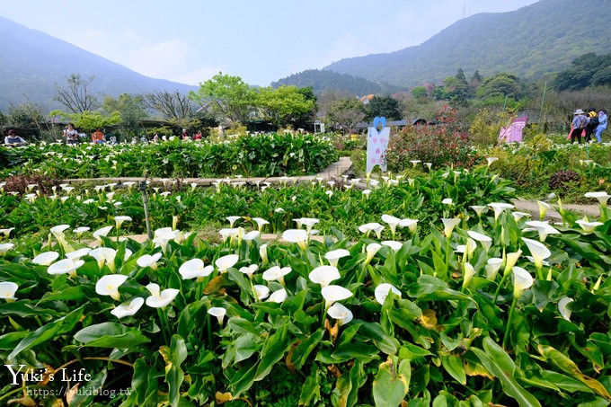 竹子湖海芋季推薦【苗榜海芋園】愛麗絲仙境花園餐廳×陽明山美食~家庭聚餐雞肉料理好好吃~ - yuki.tw