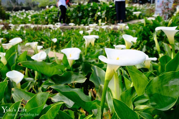 竹子湖海芋季推薦【苗榜海芋園】愛麗絲仙境花園餐廳×陽明山美食~家庭聚餐雞肉料理好好吃~ - yuki.tw