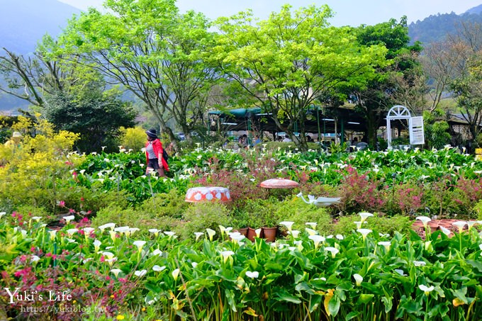 竹子湖海芋季推薦【苗榜海芋園】愛麗絲仙境花園餐廳×陽明山美食~家庭聚餐雞肉料理好好吃~ - yuki.tw