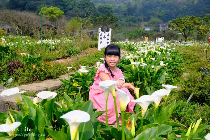 竹子湖海芋季推薦【苗榜海芋園】愛麗絲仙境花園餐廳×陽明山美食~家庭聚餐雞肉料理好好吃~ - yuki.tw