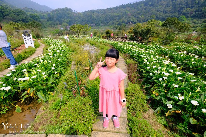 竹子湖海芋季推薦【苗榜海芋園】愛麗絲仙境花園餐廳×陽明山美食~家庭聚餐雞肉料理好好吃~ - yuki.tw