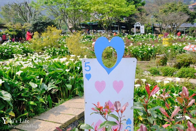 竹子湖海芋季推薦【苗榜海芋園】愛麗絲仙境花園餐廳×陽明山美食~家庭聚餐雞肉料理好好吃~ - yuki.tw