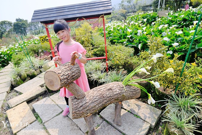 竹子湖海芋季推薦【苗榜海芋園】愛麗絲仙境花園餐廳×陽明山美食~家庭聚餐雞肉料理好好吃~ - yuki.tw