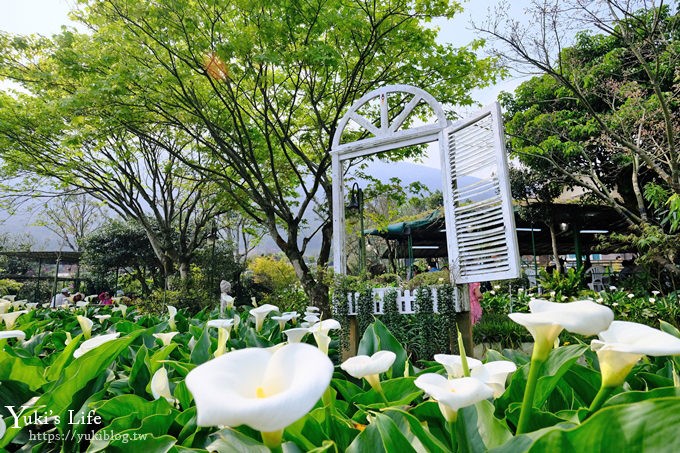 竹子湖海芋季推薦【苗榜海芋園】愛麗絲仙境花園餐廳×陽明山美食~家庭聚餐雞肉料理好好吃~ - yuki.tw