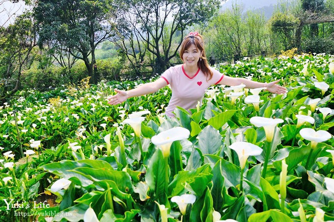 竹子湖海芋季推薦【苗榜海芋園】愛麗絲仙境花園餐廳×陽明山美食~家庭聚餐雞肉料理好好吃~ - yuki.tw