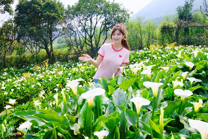 陽明山竹子湖海芋季|苗榜海芋園|賞海芋吃土雞，推薦來這家 - yuki.tw