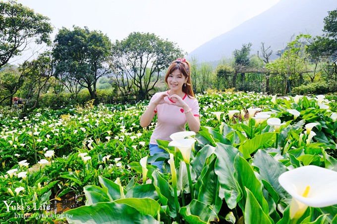 竹子湖海芋季推薦【苗榜海芋園】愛麗絲仙境花園餐廳×陽明山美食~家庭聚餐雞肉料理好好吃~ - yuki.tw