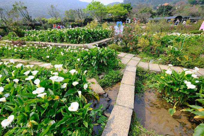 竹子湖海芋季推薦【苗榜海芋園】愛麗絲仙境花園餐廳×陽明山美食~家庭聚餐雞肉料理好好吃~ - yuki.tw