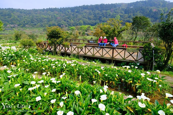 竹子湖海芋季推薦【苗榜海芋園】愛麗絲仙境花園餐廳×陽明山美食~家庭聚餐雞肉料理好好吃~ - yuki.tw