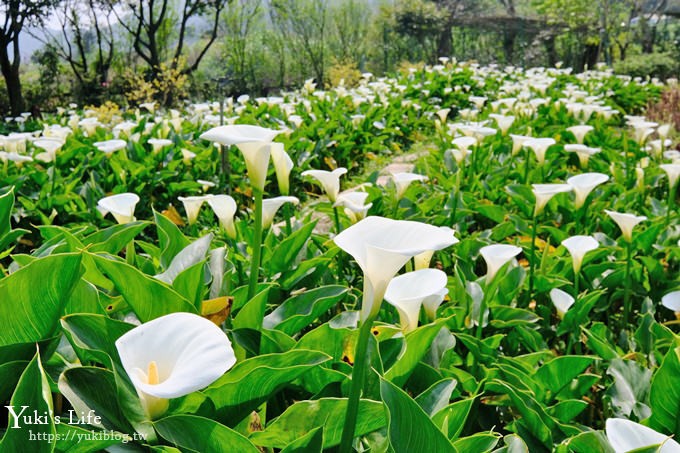 竹子湖海芋季推薦【苗榜海芋園】愛麗絲仙境花園餐廳×陽明山美食~家庭聚餐雞肉料理好好吃~ - yuki.tw