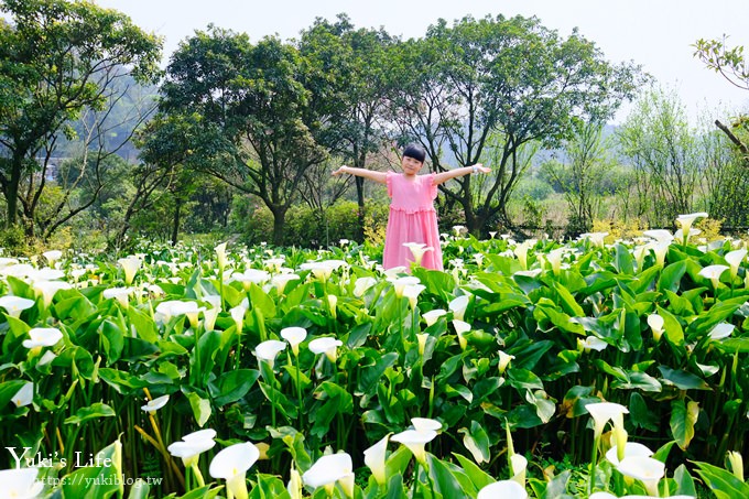 竹子湖海芋季推薦【苗榜海芋園】愛麗絲仙境花園餐廳×陽明山美食~家庭聚餐雞肉料理好好吃~ - yuki.tw