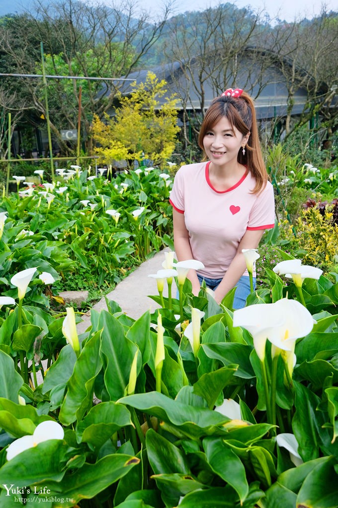 竹子湖海芋季推薦【苗榜海芋園】愛麗絲仙境花園餐廳×陽明山美食~家庭聚餐雞肉料理好好吃~ - yuki.tw