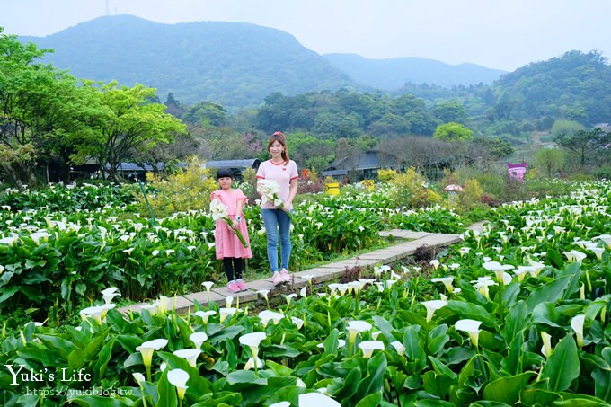 竹子湖海芋季推薦【苗榜海芋園】愛麗絲仙境花園餐廳×陽明山美食~家庭聚餐雞肉料理好好吃~ - yuki.tw