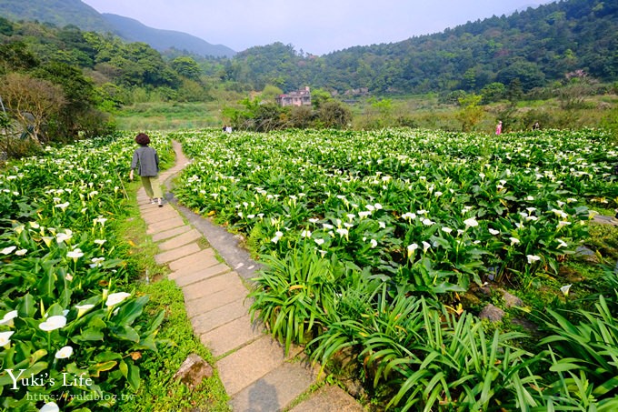 竹子湖海芋季推薦【苗榜海芋園】愛麗絲仙境花園餐廳×陽明山美食~家庭聚餐雞肉料理好好吃~ - yuki.tw