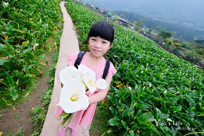 竹子湖海芋季推薦【苗榜海芋園】愛麗絲仙境花園餐廳×陽明山美食~家庭聚餐雞肉料理好好吃~ - yuki.tw