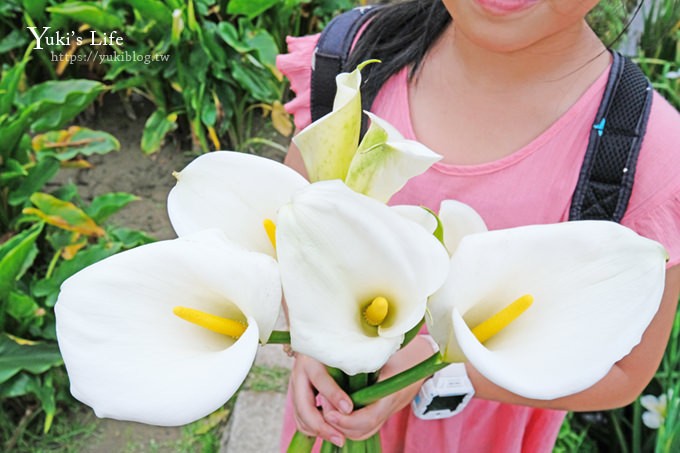 竹子湖海芋季推薦【苗榜海芋園】愛麗絲仙境花園餐廳×陽明山美食~家庭聚餐雞肉料理好好吃~ - yuki.tw