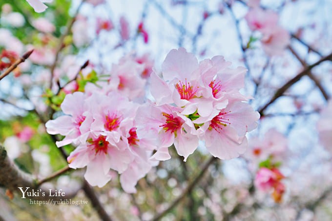 竹子湖海芋季推薦【苗榜海芋園】愛麗絲仙境花園餐廳×陽明山美食~家庭聚餐雞肉料理好好吃~ - yuki.tw