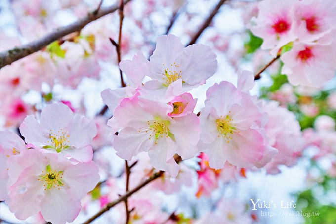 竹子湖海芋季推薦【苗榜海芋園】愛麗絲仙境花園餐廳×陽明山美食~家庭聚餐雞肉料理好好吃~ - yuki.tw