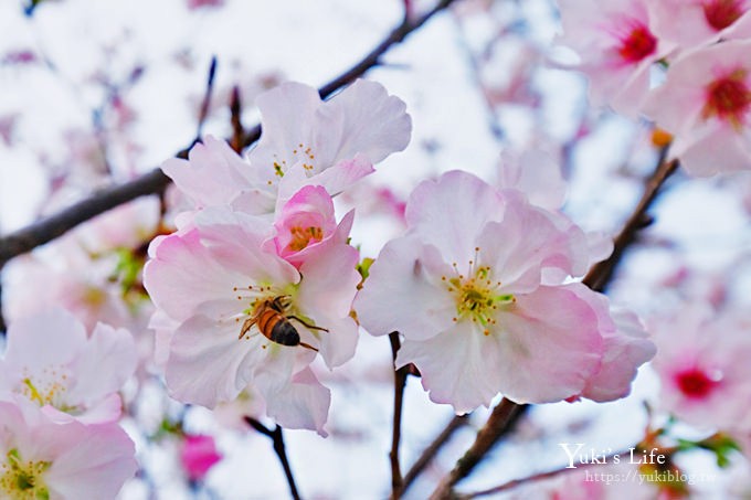 竹子湖海芋季推薦【苗榜海芋園】愛麗絲仙境花園餐廳×陽明山美食~家庭聚餐雞肉料理好好吃~ - yuki.tw