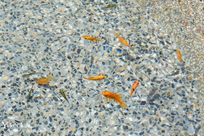 台中谷關一日遊》谷關溫泉公園免費泡腳~還有溫泉魚咬咬~白冷冰棒必吃！ - yuki.tw