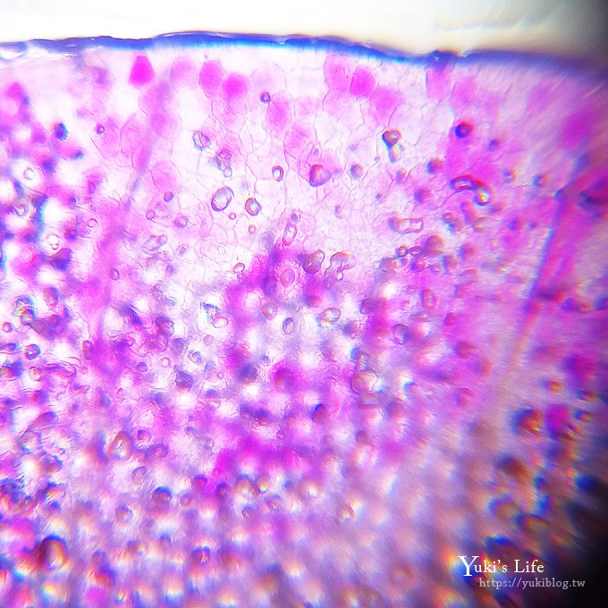 【uHandy行動顯微鏡】最耐玩的隨身好玩具！隨處都是我的探索樂園！ - yuki.tw