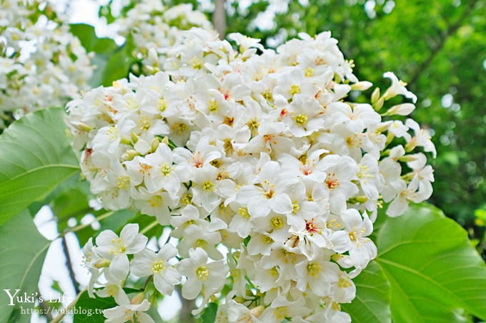 苗栗親子景點【花露休閒農場】繡球花季×玻璃花屋新登場~夢幻雨林景觀餐廳超浪漫 - yuki.tw