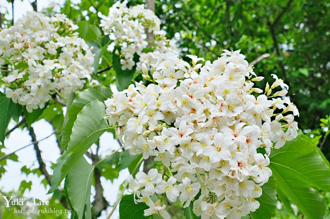 苗栗親子景點【花露休閒農場】繡球花季×玻璃花屋新登場~夢幻雨林景觀餐廳超浪漫 - yuki.tw