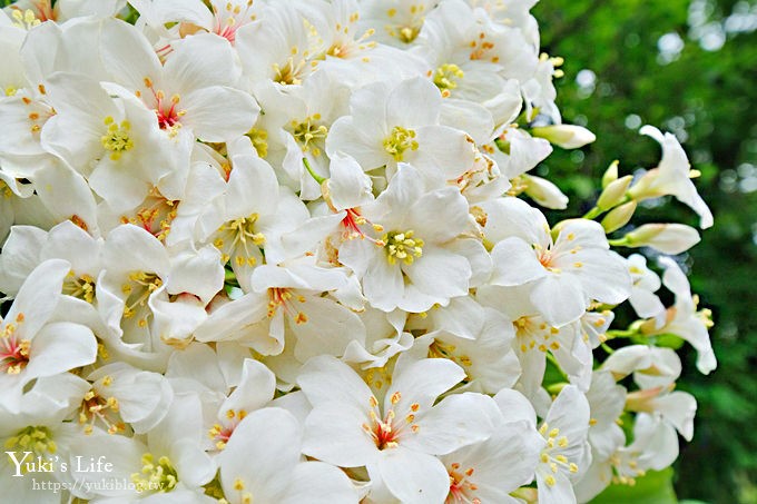 苗栗親子景點【花露休閒農場】繡球花季×玻璃花屋新登場~夢幻雨林景觀餐廳超浪漫 - yuki.tw