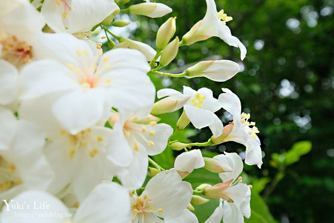 苗栗親子景點【花露休閒農場】繡球花季×玻璃花屋新登場~夢幻雨林景觀餐廳超浪漫 - yuki.tw