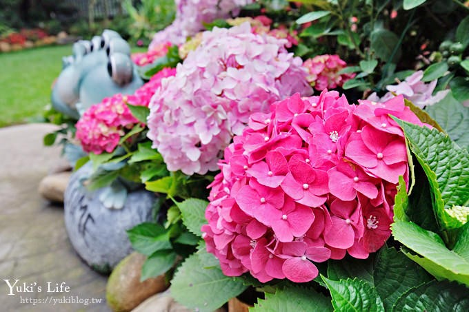 苗栗親子景點【花露休閒農場】繡球花季×玻璃花屋新登場~夢幻雨林景觀餐廳超浪漫 - yuki.tw