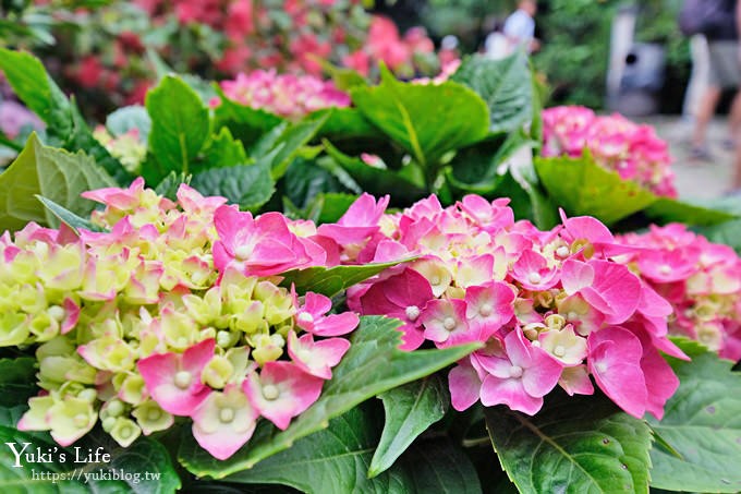 苗栗親子景點【花露休閒農場】繡球花季×玻璃花屋新登場~夢幻雨林景觀餐廳超浪漫 - yuki.tw