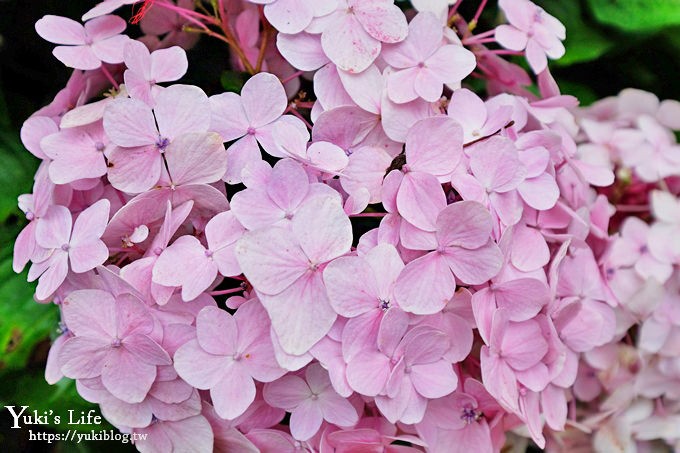 苗栗親子景點【花露休閒農場】繡球花季×玻璃花屋新登場~夢幻雨林景觀餐廳超浪漫 - yuki.tw