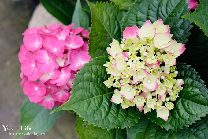 苗栗親子景點【花露休閒農場】繡球花季×玻璃花屋新登場~夢幻雨林景觀餐廳超浪漫 - yuki.tw