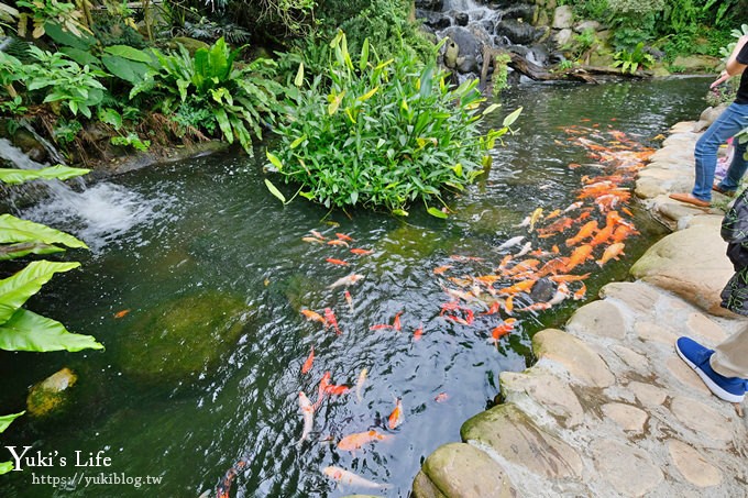 苗栗親子景點【花露休閒農場】繡球花季×玻璃花屋新登場~夢幻雨林景觀餐廳超浪漫 - yuki.tw