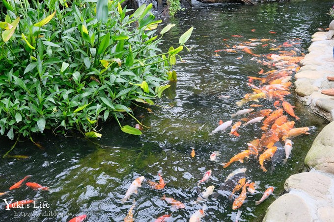 苗栗親子景點【花露休閒農場】繡球花季×玻璃花屋新登場~夢幻雨林景觀餐廳超浪漫 - yuki.tw