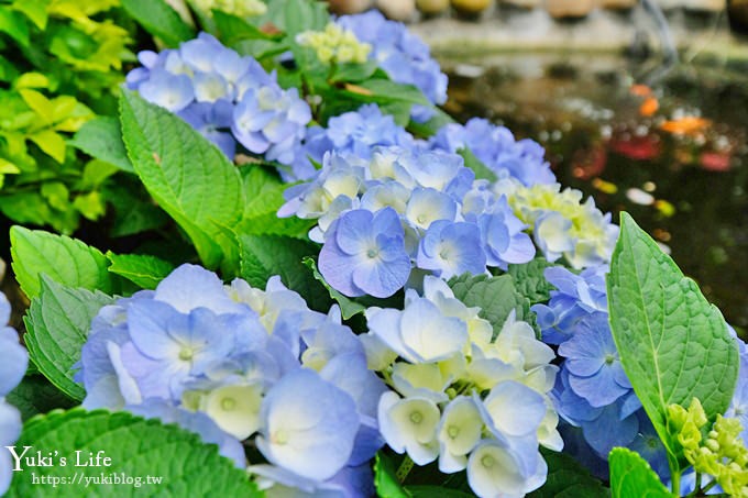 苗栗親子景點【花露休閒農場】繡球花季×玻璃花屋新登場~夢幻雨林景觀餐廳超浪漫 - yuki.tw