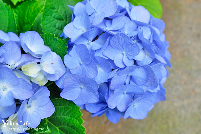 苗栗親子景點【花露休閒農場】繡球花季×玻璃花屋新登場~夢幻雨林景觀餐廳超浪漫 - yuki.tw