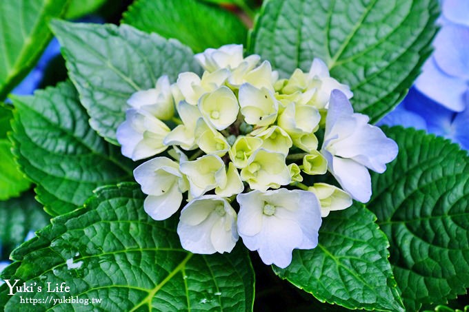 苗栗親子景點【花露休閒農場】繡球花季×玻璃花屋新登場~夢幻雨林景觀餐廳超浪漫 - yuki.tw