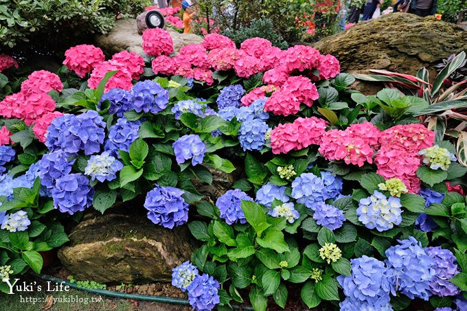 苗栗親子景點【花露休閒農場】繡球花季×玻璃花屋新登場~夢幻雨林景觀餐廳超浪漫 - yuki.tw