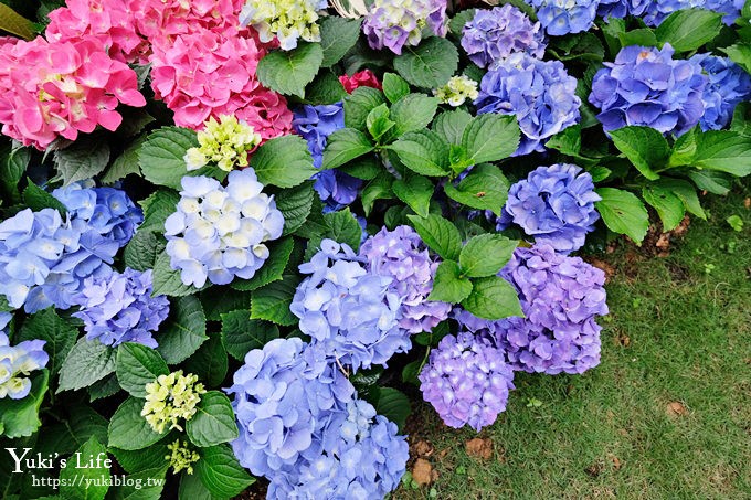 苗栗親子景點【花露休閒農場】繡球花季×玻璃花屋新登場~夢幻雨林景觀餐廳超浪漫 - yuki.tw