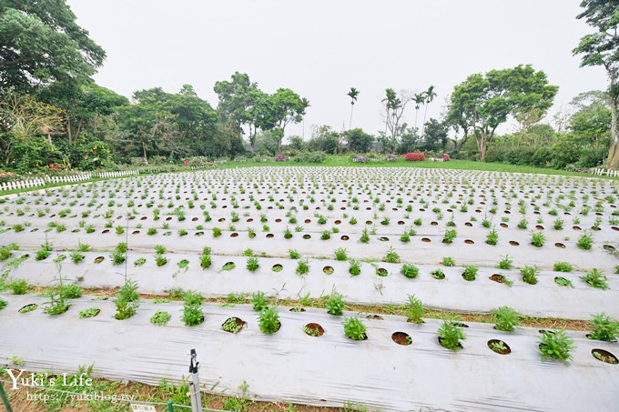 苗栗親子景點【花露休閒農場】繡球花季×玻璃花屋新登場~夢幻雨林景觀餐廳超浪漫 - yuki.tw