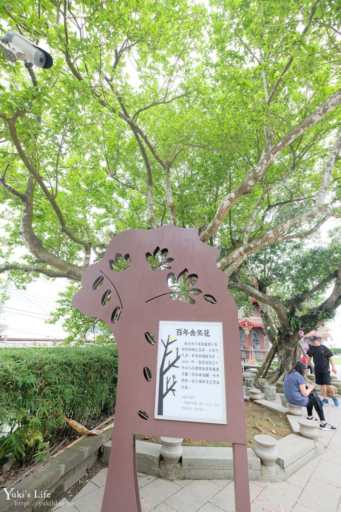 嘉義景點》半天岩紫雲寺，全台最長滾輪溜滑梯還能賞櫻花，阿里山一日遊好去處 - yuki.tw