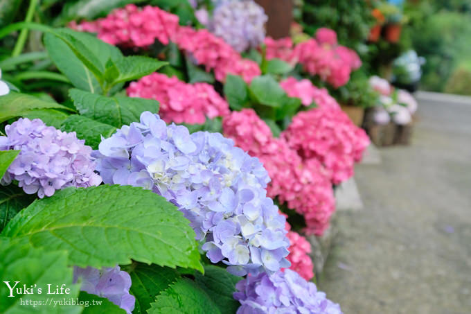 苗栗景點【碧絡角花園咖啡】蘑菇屋繡球花步道也太夢幻×南庄賞花下午茶親子好去處 - yuki.tw