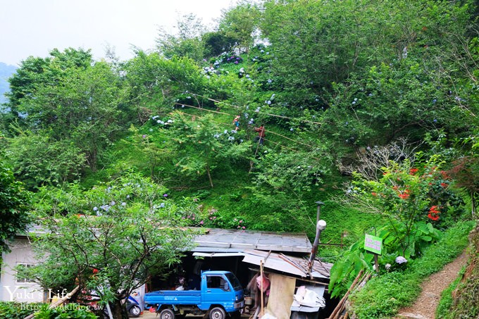 苗栗景點【碧絡角花園咖啡】蘑菇屋繡球花步道也太夢幻×南庄賞花下午茶親子好去處 - yuki.tw