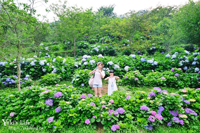 苗栗景點【碧絡角花園咖啡】蘑菇屋繡球花步道也太夢幻×南庄賞花下午茶親子好去處 - yuki.tw