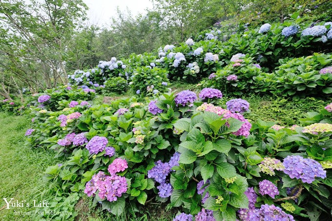 苗栗景點【碧絡角花園咖啡】蘑菇屋繡球花步道也太夢幻×南庄賞花下午茶親子好去處 - yuki.tw