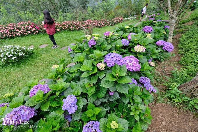 苗栗景點【碧絡角花園咖啡】蘑菇屋繡球花步道也太夢幻×南庄賞花下午茶親子好去處 - yuki.tw