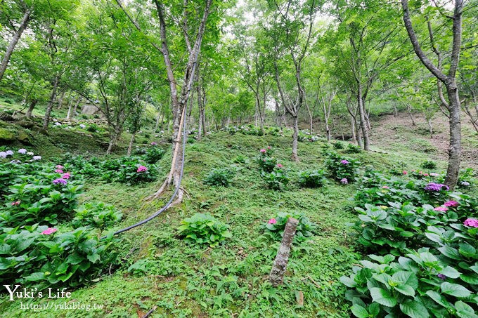 苗栗景點【碧絡角花園咖啡】蘑菇屋繡球花步道也太夢幻×南庄賞花下午茶親子好去處 - yuki.tw